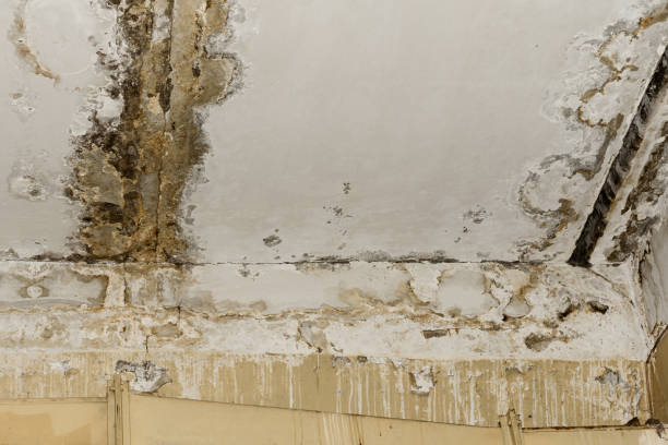 Best Mold Remediation for Healthcare Facilities  in Candlewick Lake, IL